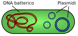 Un batterio contenente plasmidi (blu) accanto al cromosoma (marrone)